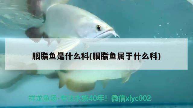 胭脂魚(yú)是什么科(胭脂魚(yú)屬于什么科) 觀賞魚(yú)