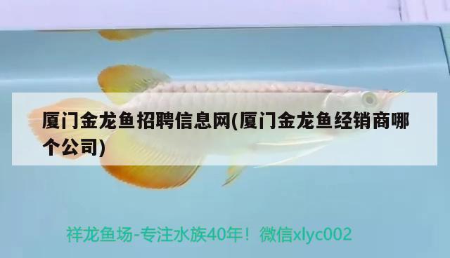 廈門金龍魚招聘信息網(廈門金龍魚經銷商哪個公司) 黃金達摩魚