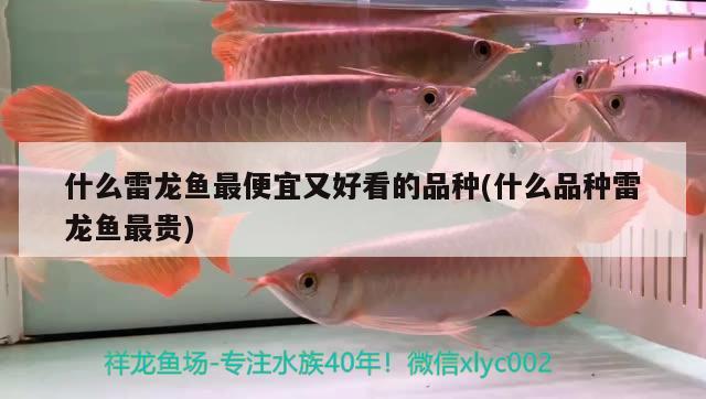 什么雷龍魚最便宜又好看的品種(什么品種雷龍魚最貴)