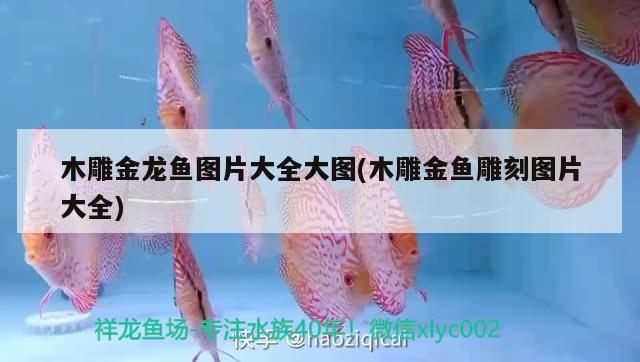 木雕金龍魚圖片大全大圖(木雕金魚雕刻圖片大全)