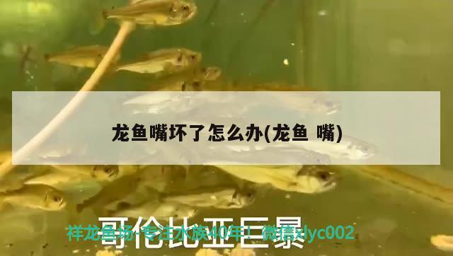 龍魚嘴壞了怎么辦(龍魚嘴)