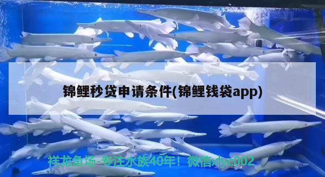 錦鯉秒貸申請條件(錦鯉錢袋app) 觀賞魚