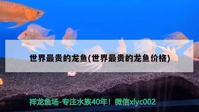 世界最貴的龍魚(世界最貴的龍魚價(jià)格) 殺菌消毒設(shè)備