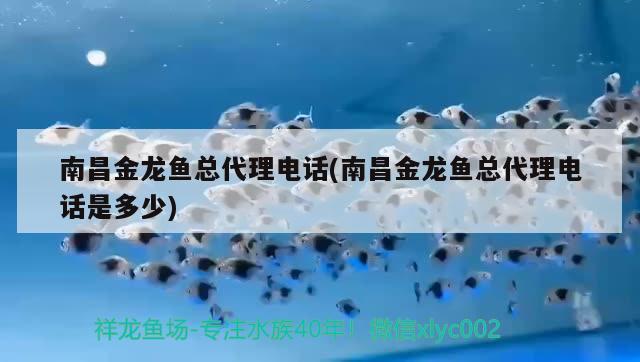 南昌金龍魚總代理電話(南昌金龍魚總代理電話是多少) 女王大帆魚