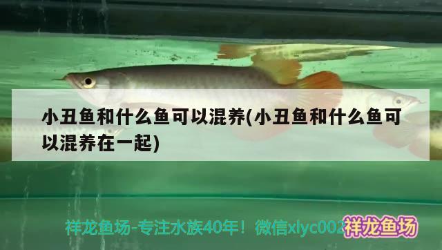 小丑魚和什么魚可以混養(yǎng)(小丑魚和什么魚可以混養(yǎng)在一起) 海水魚