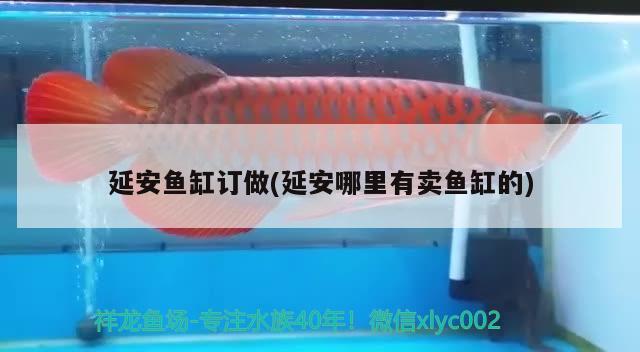 延安魚缸訂做(延安哪里有賣魚缸的)