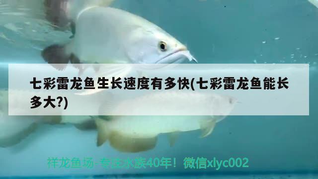 七彩雷龍魚(yú)生長(zhǎng)速度有多快(七彩雷龍魚(yú)能長(zhǎng)多大?) 大湖紅龍魚(yú)