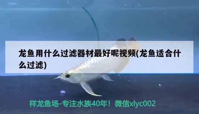 龍魚(yú)用什么過(guò)濾器材最好呢視頻(龍魚(yú)適合什么過(guò)濾) 觀賞魚(yú)進(jìn)出口