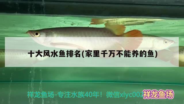 十大風(fēng)水魚排名(家里千萬不能養(yǎng)的魚) 魚缸風(fēng)水