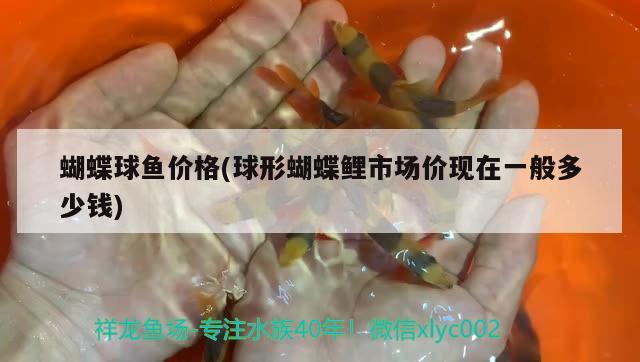 蝴蝶球魚價(jià)格(球形蝴蝶鯉市場(chǎng)價(jià)現(xiàn)在一般多少錢) 蝴蝶鯉