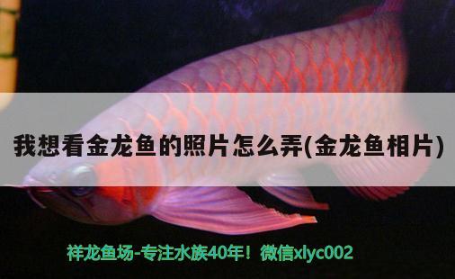 我想看金龍魚(yú)的照片怎么弄(金龍魚(yú)相片) iwish愛(ài)唯希品牌魚(yú)缸