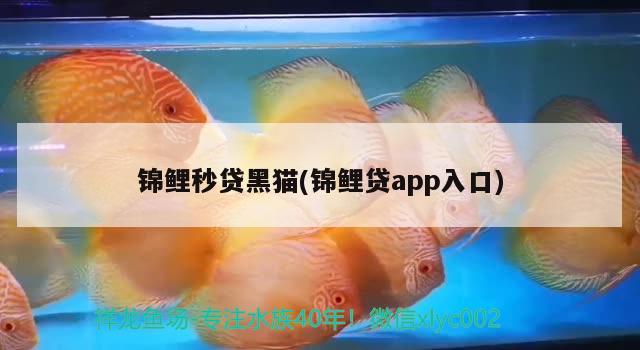 錦鯉秒貸黑貓(錦鯉貸app入口)