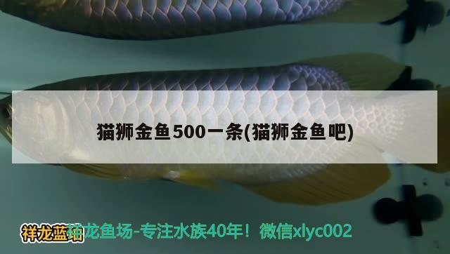 貓獅金魚500一條(貓獅金魚吧)