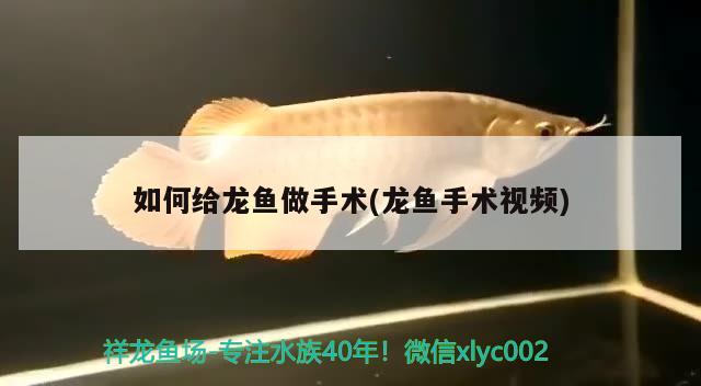 如何給龍魚做手術(shù)(龍魚手術(shù)視頻)