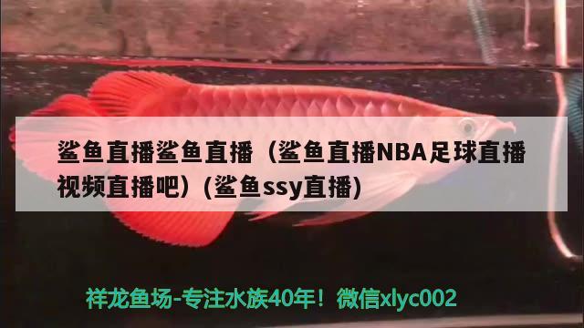 鯊魚直播鯊魚直播（鯊魚直播NBA足球直播視頻直播吧）(鯊魚ssy直播) 賽級(jí)紅龍魚