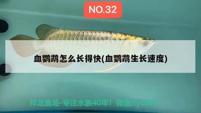 血鸚鵡怎么長得快(血鸚鵡生長速度) 鸚鵡魚