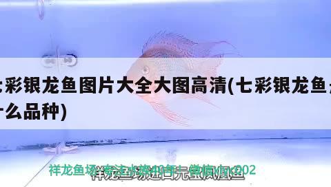 七彩銀龍魚圖片大全大圖高清(七彩銀龍魚是什么品種)