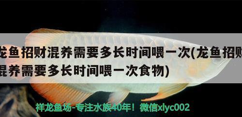 龍魚招財(cái)混養(yǎng)需要多長時(shí)間喂一次(龍魚招財(cái)混養(yǎng)需要多長時(shí)間喂一次食物)