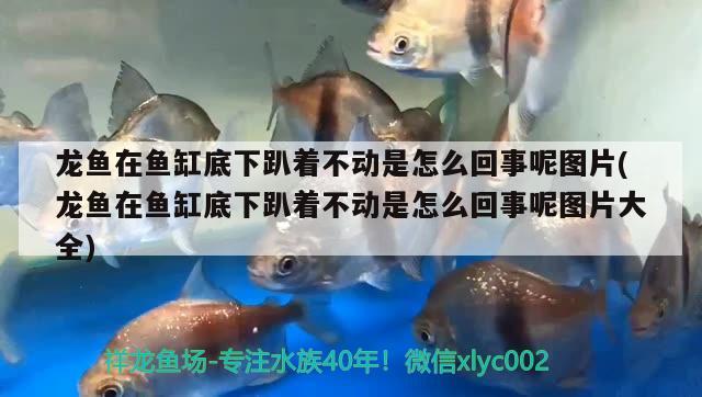 龍魚在魚缸底下趴著不動(dòng)是怎么回事呢圖片(龍魚在魚缸底下趴著不動(dòng)是怎么回事呢圖片大全)