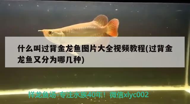 什么叫過背金龍魚圖片大全視頻教程(過背金龍魚又分為哪幾種)