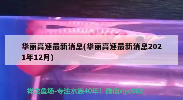 華麗高速最新消息(華麗高速最新消息2021年12月) 觀賞魚