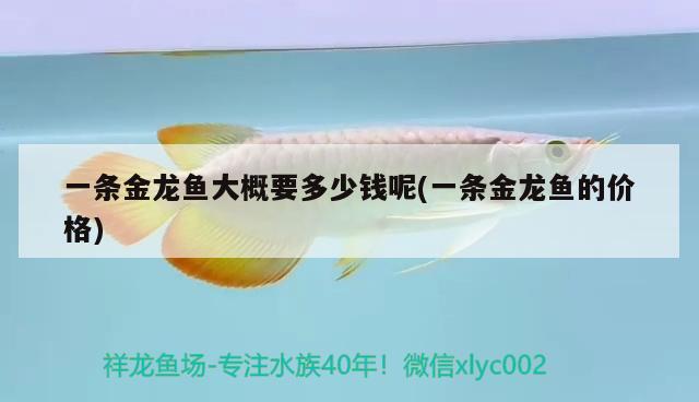 一條金龍魚大概要多少錢呢(一條金龍魚的價格)