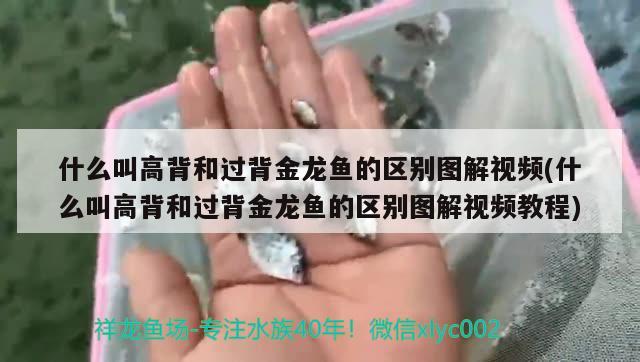 什么叫高背和過背金龍魚的區(qū)別圖解視頻(什么叫高背和過背金龍魚的區(qū)別圖解視頻教程)