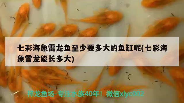 七彩海象雷龍魚至少要多大的魚缸呢(七彩海象雷龍能長多大) 錦鯉池魚池建設(shè)