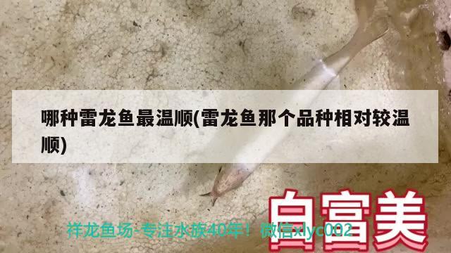 哪種雷龍魚最溫順(雷龍魚那個品種相對較溫順)