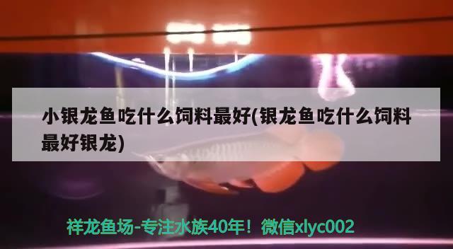 小銀龍魚吃什么飼料最好(銀龍魚吃什么飼料最好銀龍) 銀龍魚