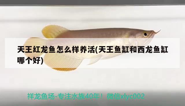 天王紅龍魚怎么樣養(yǎng)活(天王魚缸和西龍魚缸哪個好)