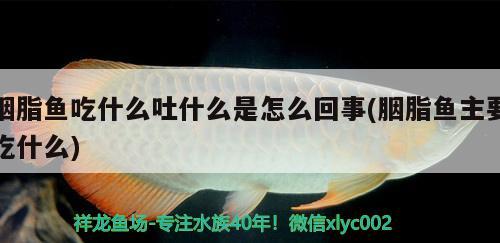 胭脂魚吃什么吐什么是怎么回事(胭脂魚主要吃什么)