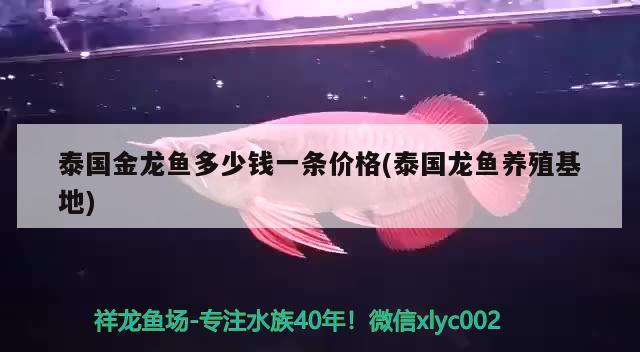 泰國金龍魚多少錢一條價格(泰國龍魚養(yǎng)殖基地)