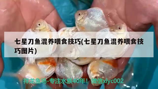 七星刀魚混養(yǎng)喂食技巧(七星刀魚混養(yǎng)喂食技巧圖片)