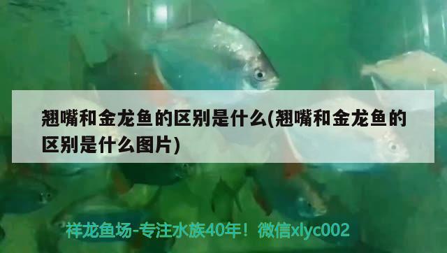 翹嘴和金龍魚的區(qū)別是什么(翹嘴和金龍魚的區(qū)別是什么圖片) 非洲金鼓魚