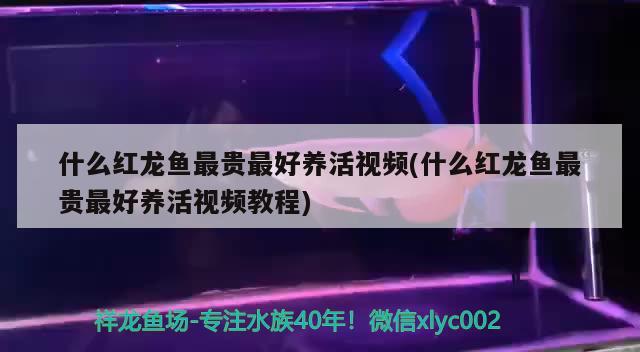 什么紅龍魚最貴最好養(yǎng)活視頻(什么紅龍魚最貴最好養(yǎng)活視頻教程) 泰國斗魚