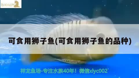 可食用獅子魚(可食用獅子魚的品種) 觀賞魚