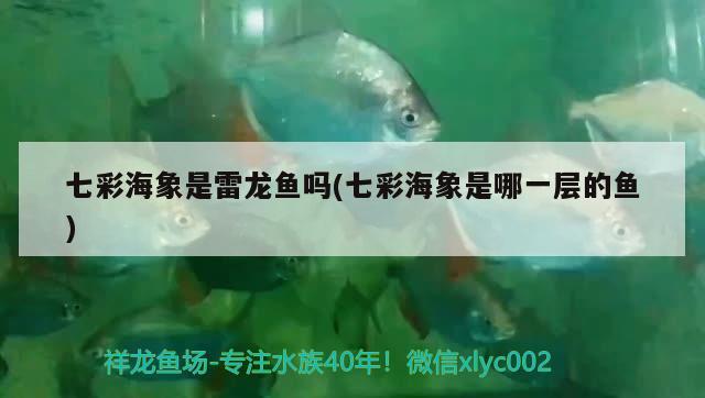 七彩海象是雷龍魚嗎(七彩海象是哪一層的魚)