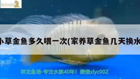 小草金魚多久喂一次(家養(yǎng)草金魚幾天換水) 觀賞魚