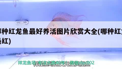 哪種紅龍魚(yú)最好養(yǎng)活圖片欣賞大全(哪種紅龍最紅) 白子球鯊魚(yú)