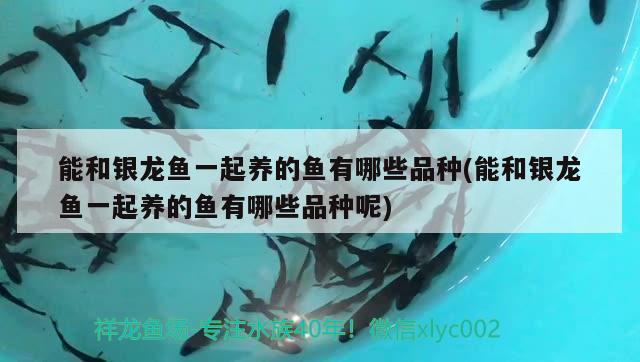 能和銀龍魚一起養(yǎng)的魚有哪些品種(能和銀龍魚一起養(yǎng)的魚有哪些品種呢)