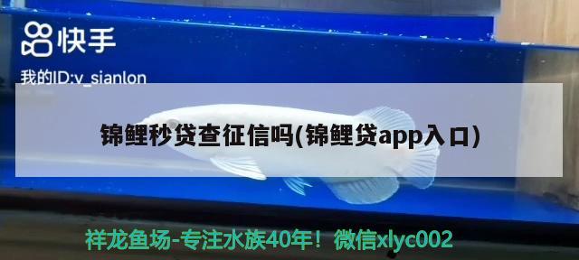 錦鯉秒貸查征信嗎(錦鯉貸app入口)