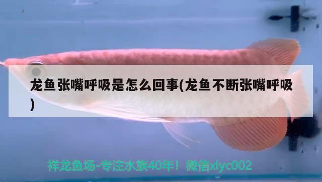 龍魚張嘴呼吸是怎么回事(龍魚不斷張嘴呼吸) 粗線銀版魚苗