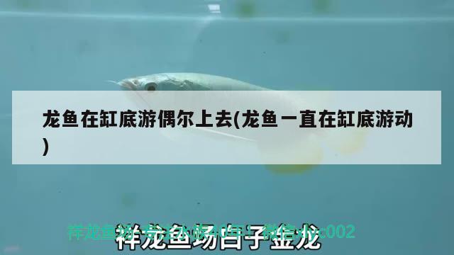 龍魚在缸底游偶爾上去(龍魚一直在缸底游動) 黃金達(dá)摩魚