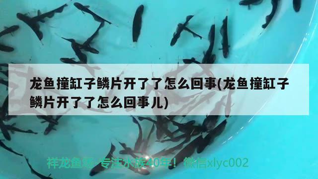 龍魚撞缸子鱗片開了了怎么回事(龍魚撞缸子鱗片開了了怎么回事兒)