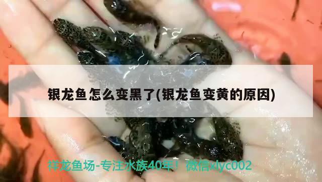 銀龍魚怎么變黑了(銀龍魚變黃的原因) 銀龍魚