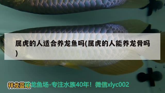 屬虎的人適合養(yǎng)龍魚嗎(屬虎的人能養(yǎng)龍骨嗎) 大日玉鯖魚