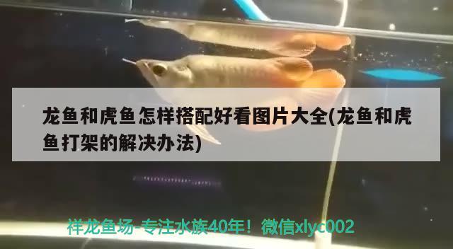 龍魚和虎魚怎樣搭配好看圖片大全(龍魚和虎魚打架的解決辦法)