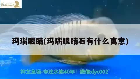 瑪瑙眼睛(瑪瑙眼睛石有什么寓意) 觀賞魚