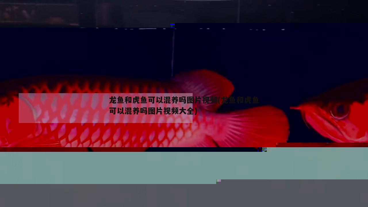 龍魚和虎魚可以混養(yǎng)嗎圖片視頻(龍魚和虎魚可以混養(yǎng)嗎圖片視頻大全) 虎魚百科